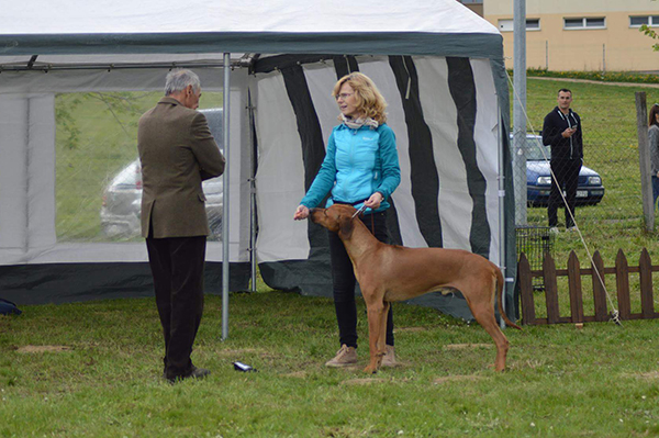 Štěniatka rhodézskych ridžbekov