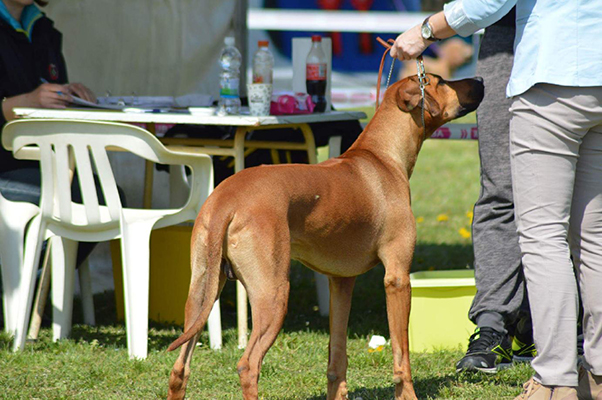 Štěniatka rhodézskych ridžbekov