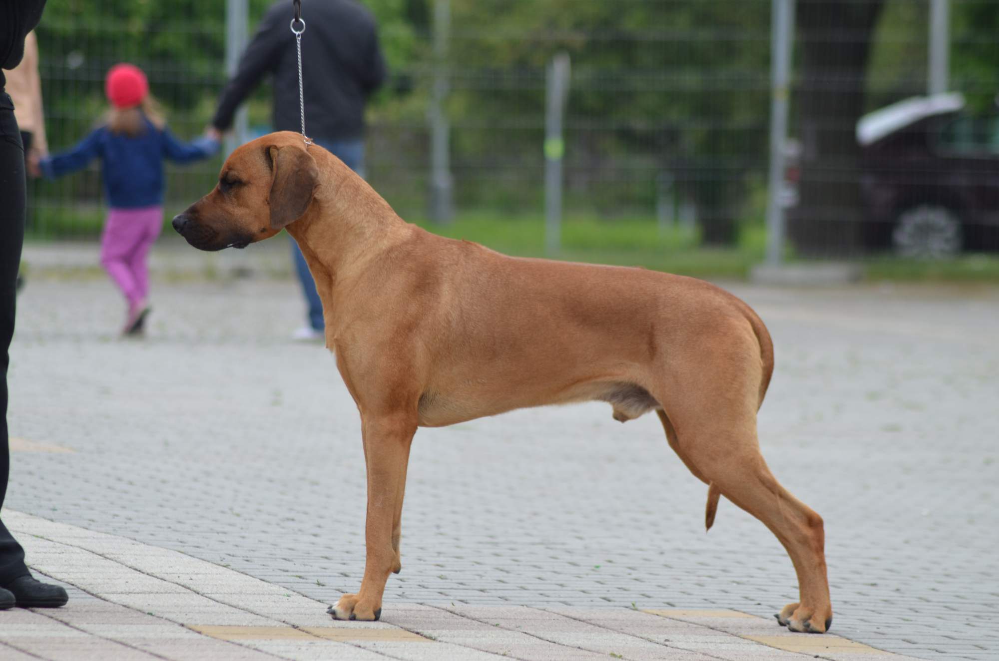 Rhodesian Ridgeback