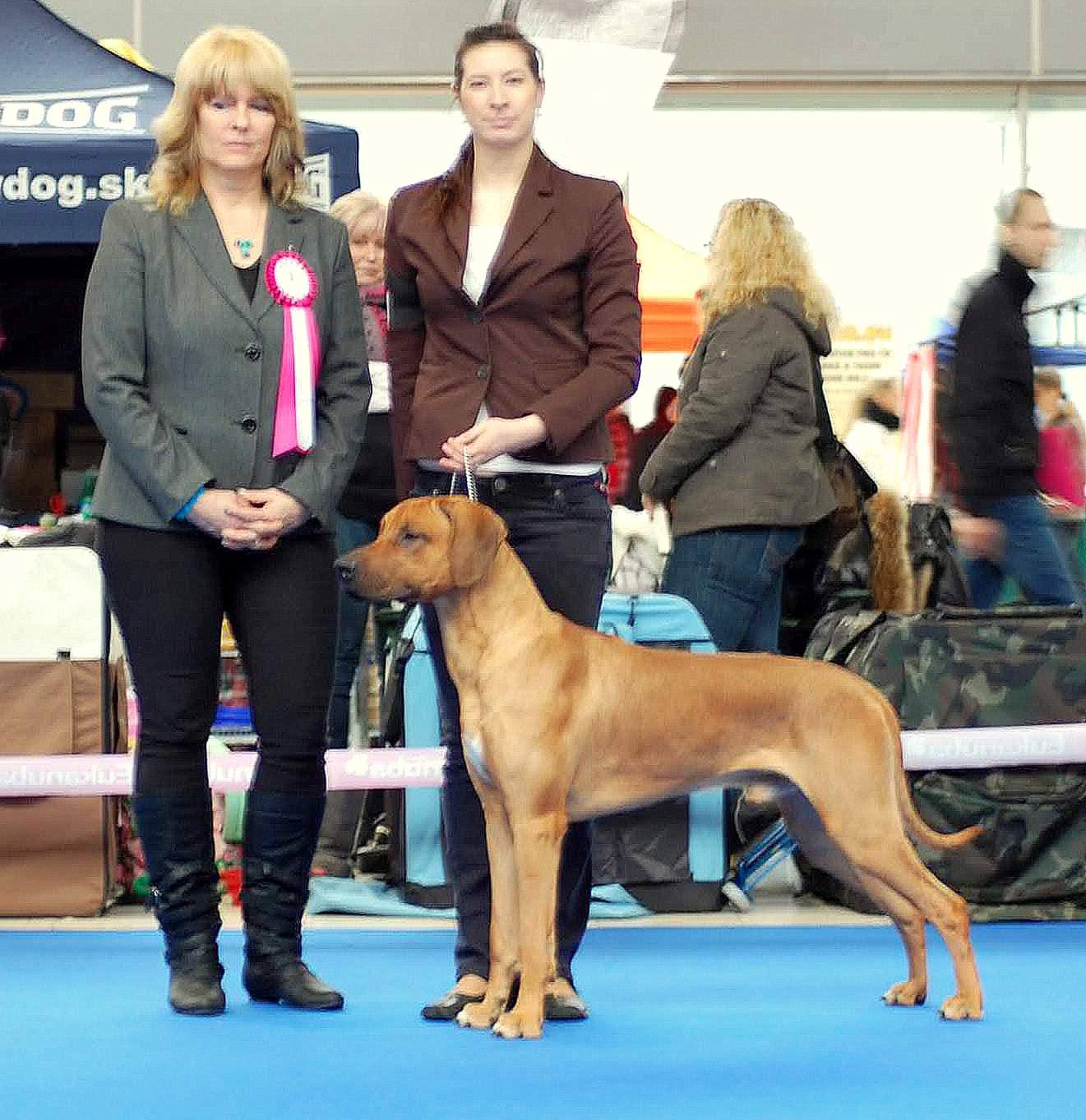 Rhodesian Ridgeback