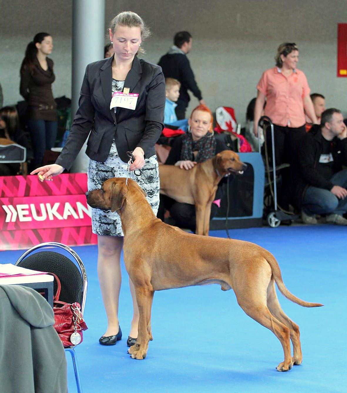 Rhodesian Ridgeback