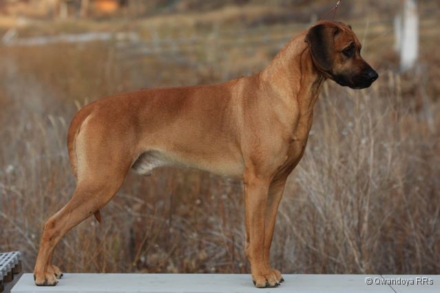 Rhodesian Ridgeback