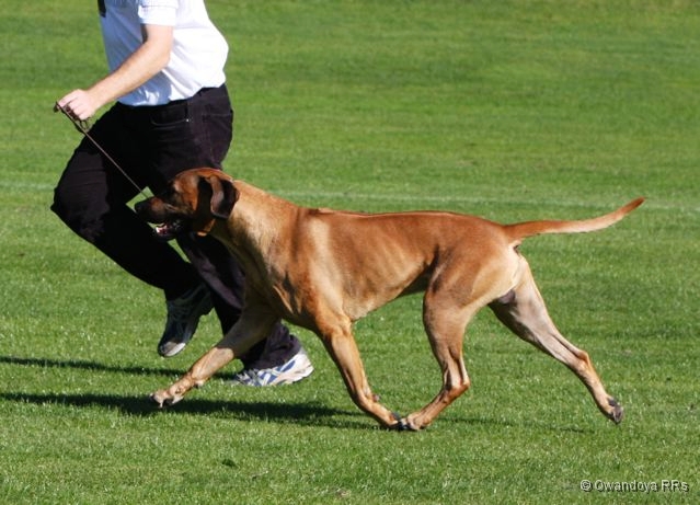 Rhodesian Ridgeback