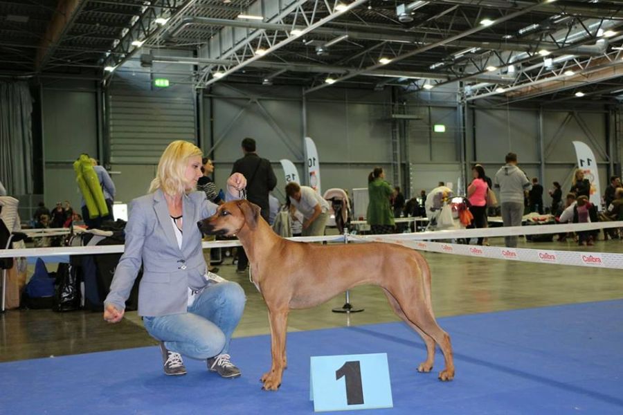 Rhodesian Ridgeback