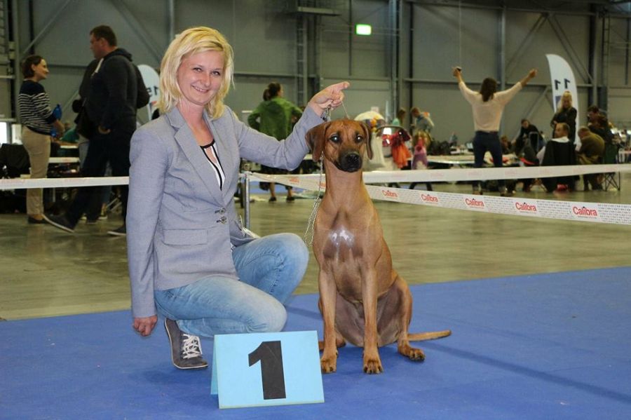 Rhodesian Ridgeback