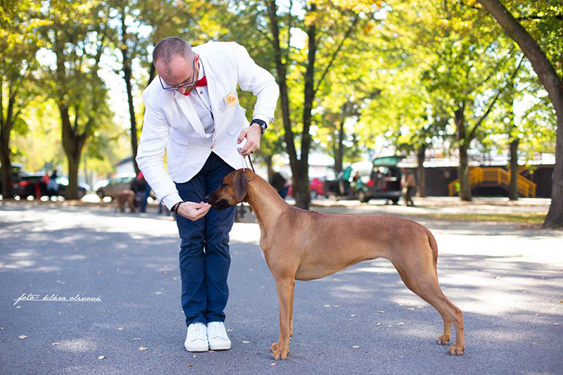 Rhodesian Ridgeback