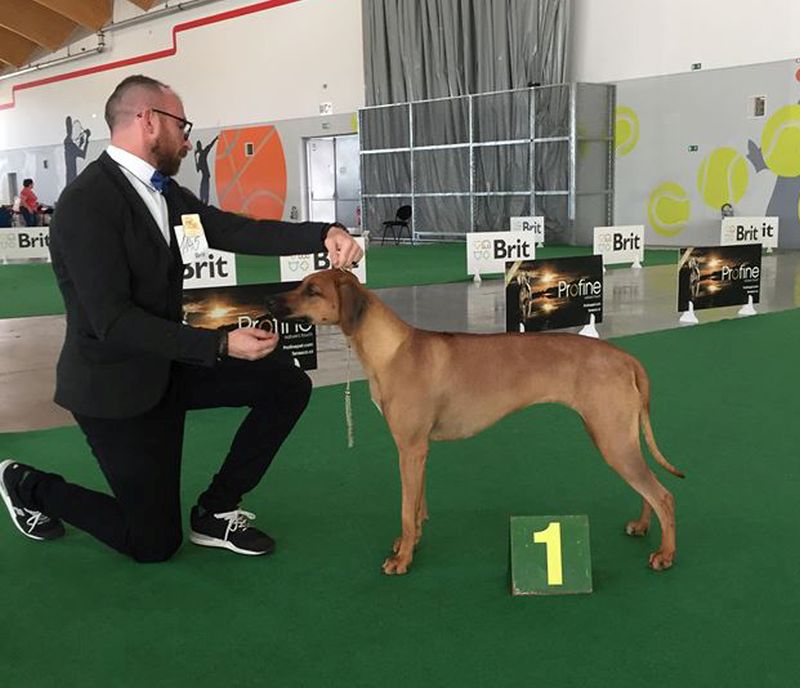 Rhodesian Ridgeback