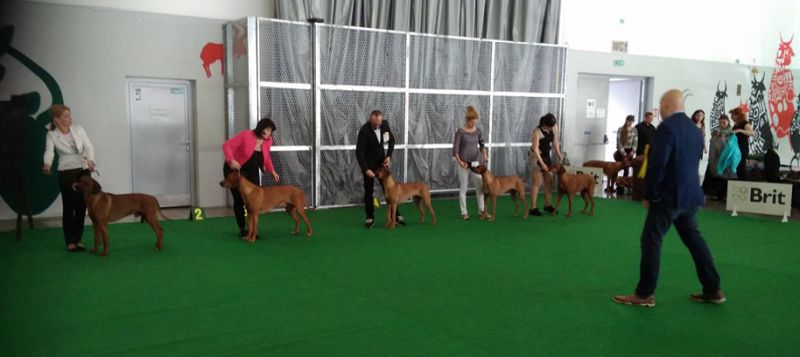 Rhodesian Ridgeback