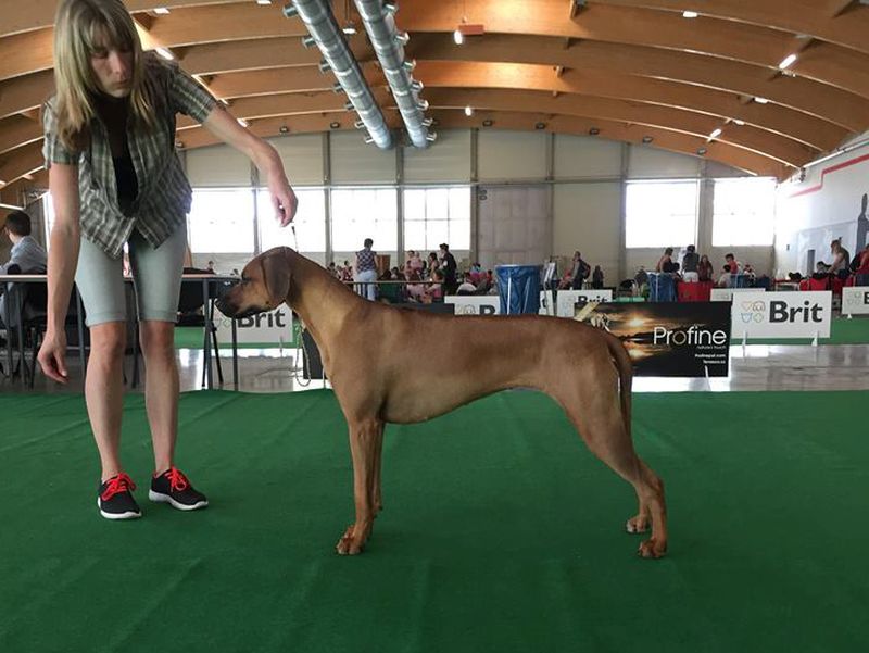 Rhodesian Ridgeback
