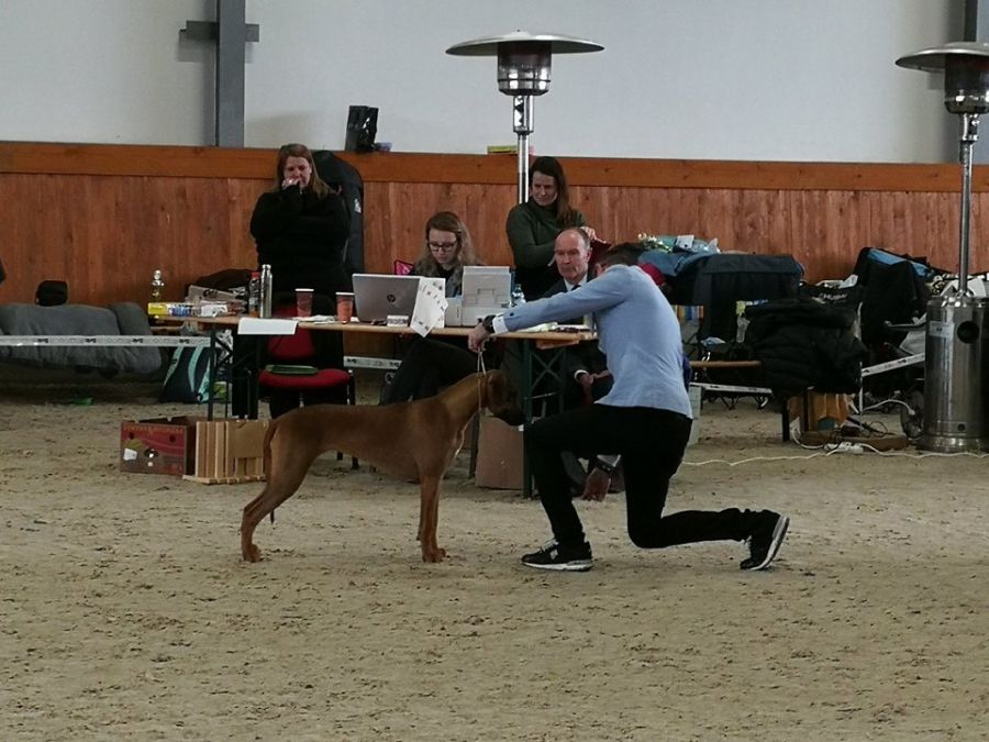Rhodesian Ridgeback