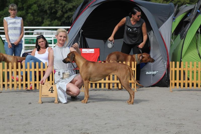Rhodesian Ridgeback