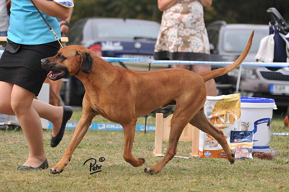 Rhodesian Ridgeback