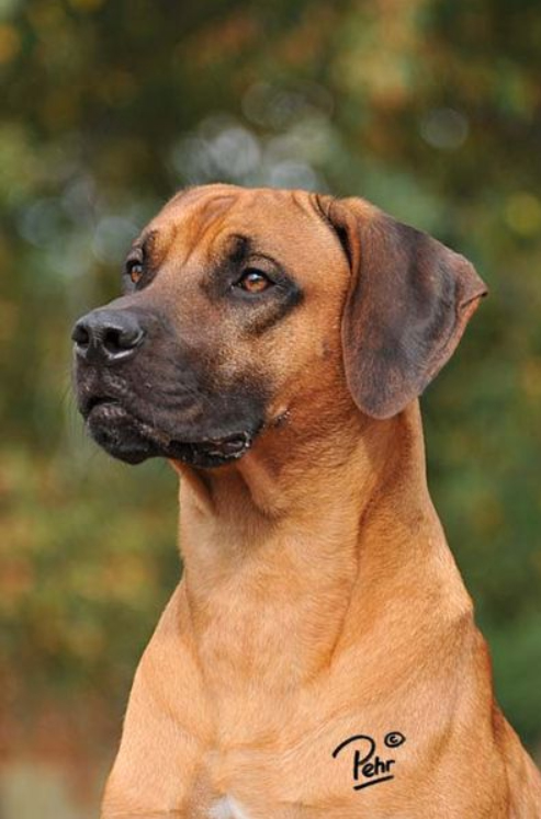 Rhodesian Ridgeback