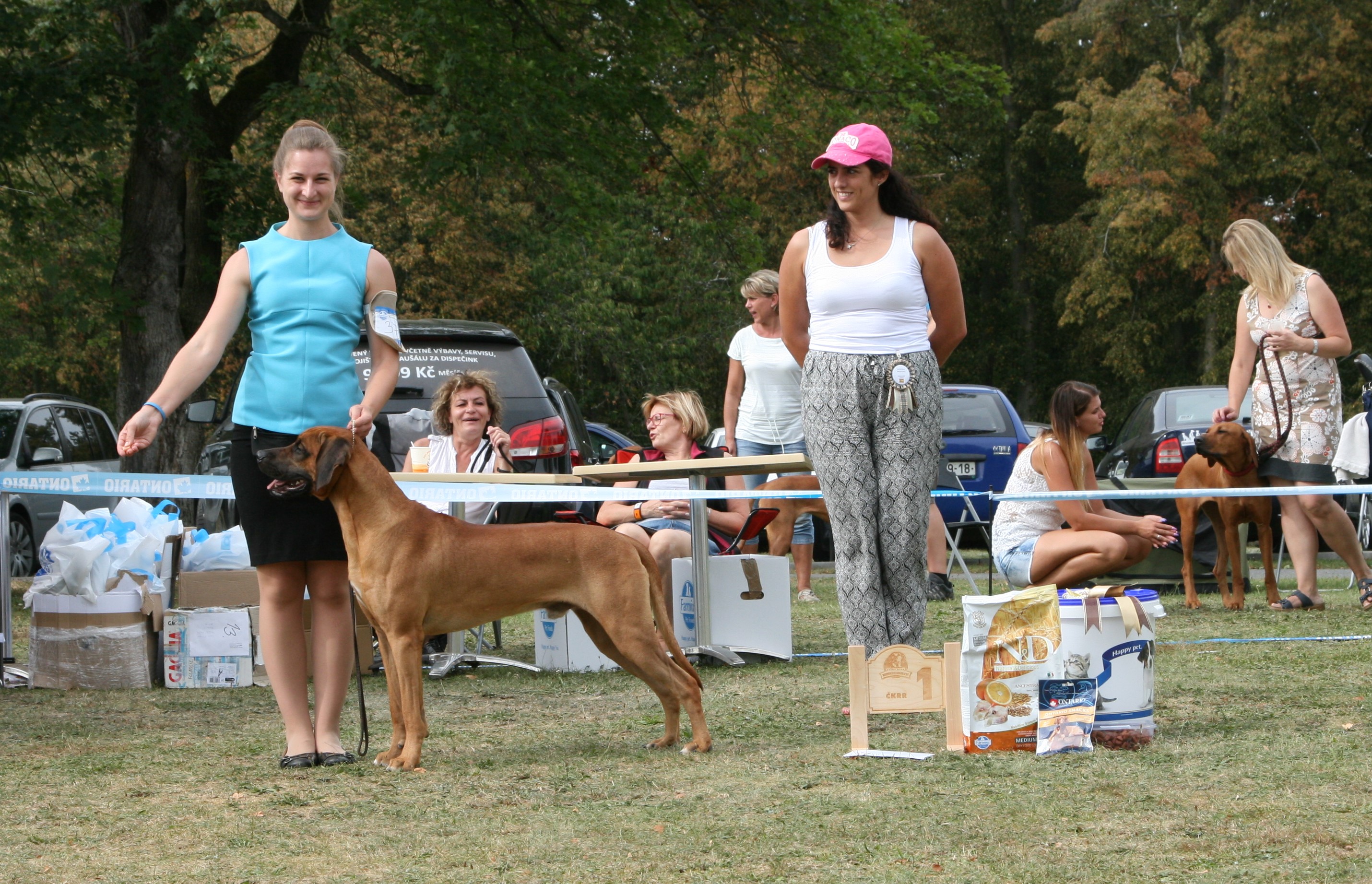 Rhodesian Ridgeback