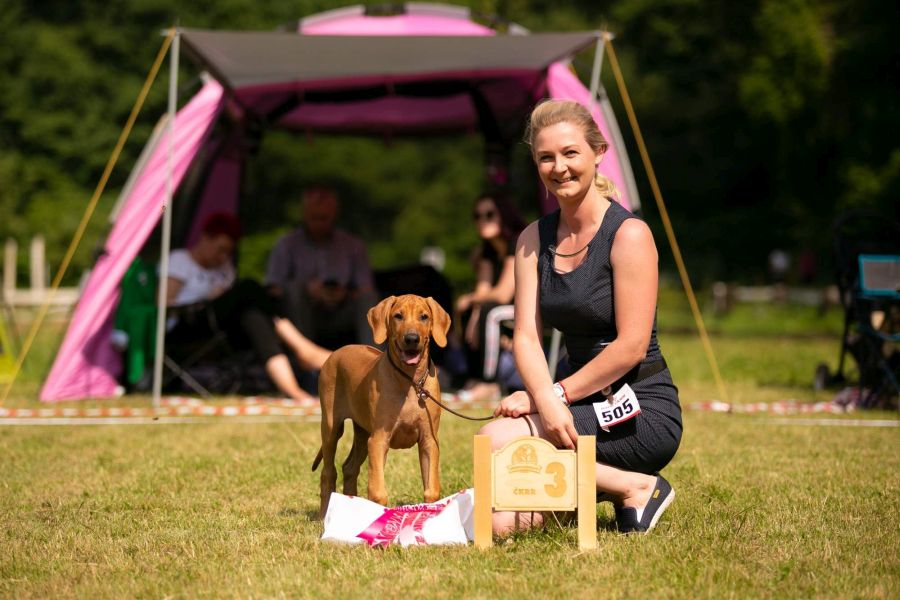 Rhodesian Ridgeback show