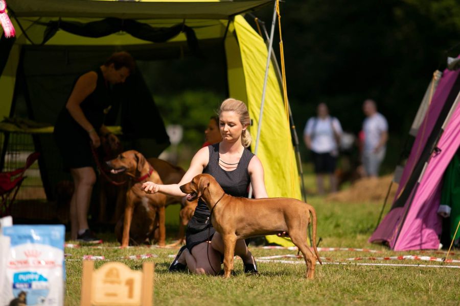 Rhodesian Ridgeback show