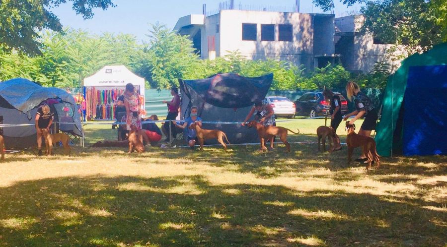 Rhodesian Ridgeback show