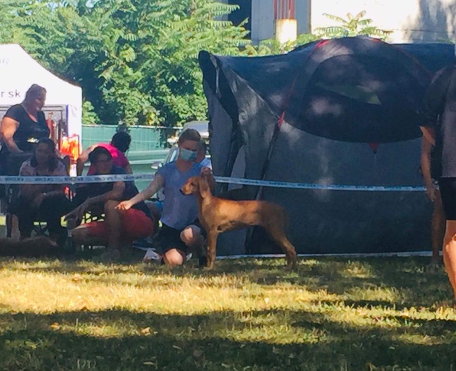 Rhodesian Ridgeback show