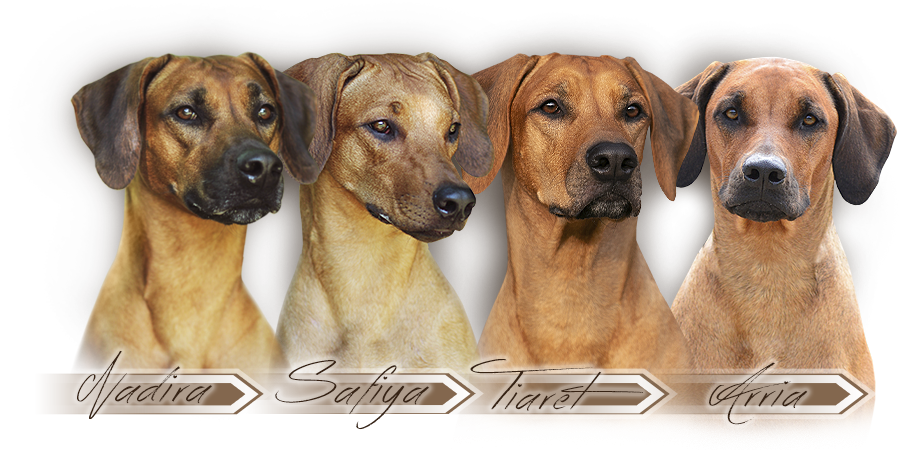 Rhodesian ridgeback  - females in kennel Kaweria