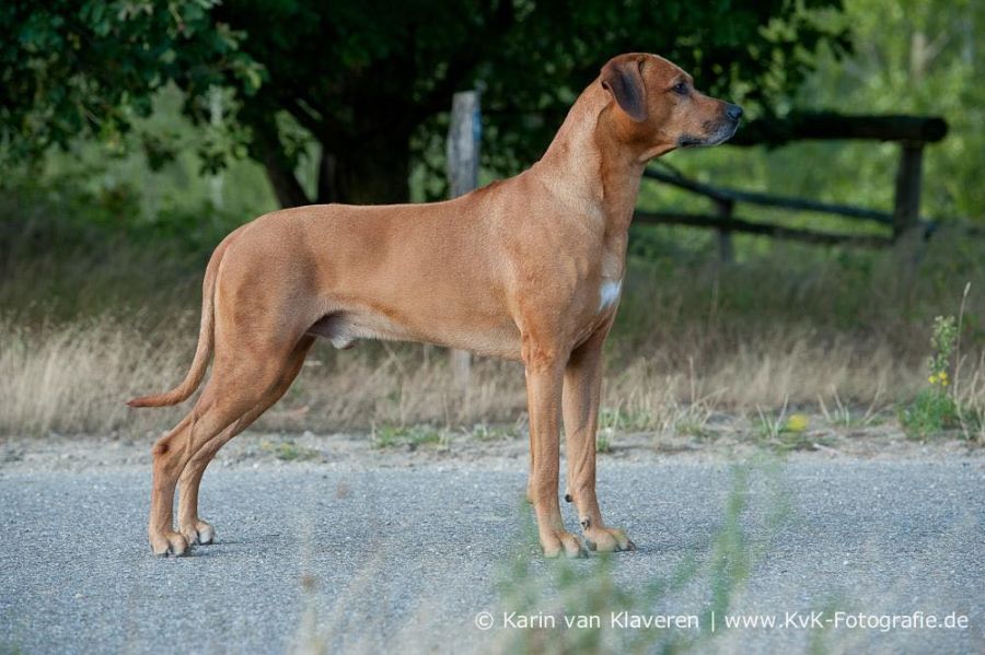Rhodesian Ridgeback