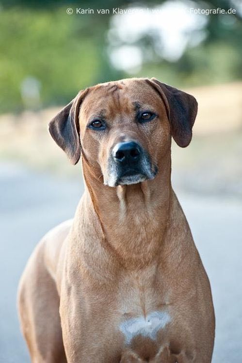Rhodesian Ridgeback