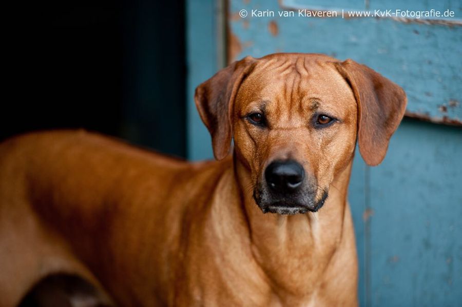 Rhodesian Ridgeback