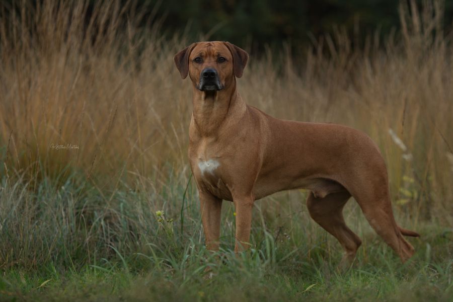 Rhodesian Ridgeback