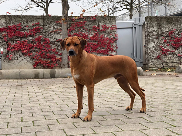 Rhodesian Ridgeback