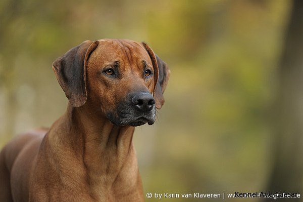 Rhodesian Ridgeback