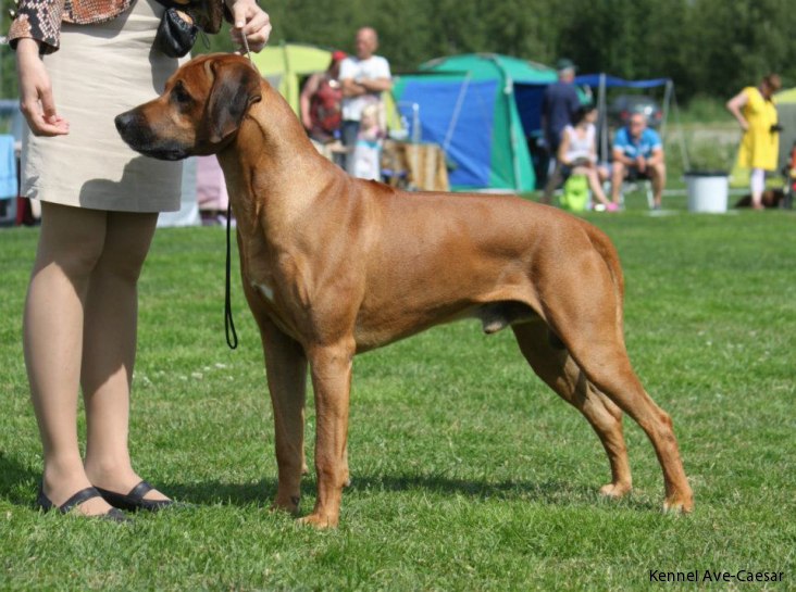 Rhodesian Ridgeback