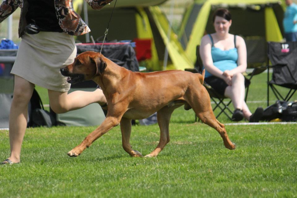 Rhodesian Ridgeback