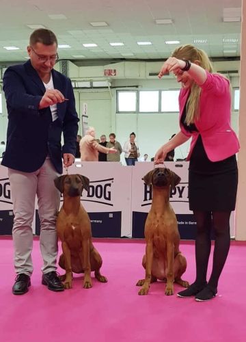 Rhodesian Ridgeback