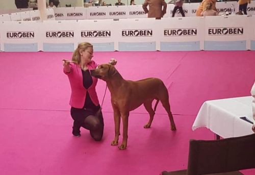 Rhodesian Ridgeback