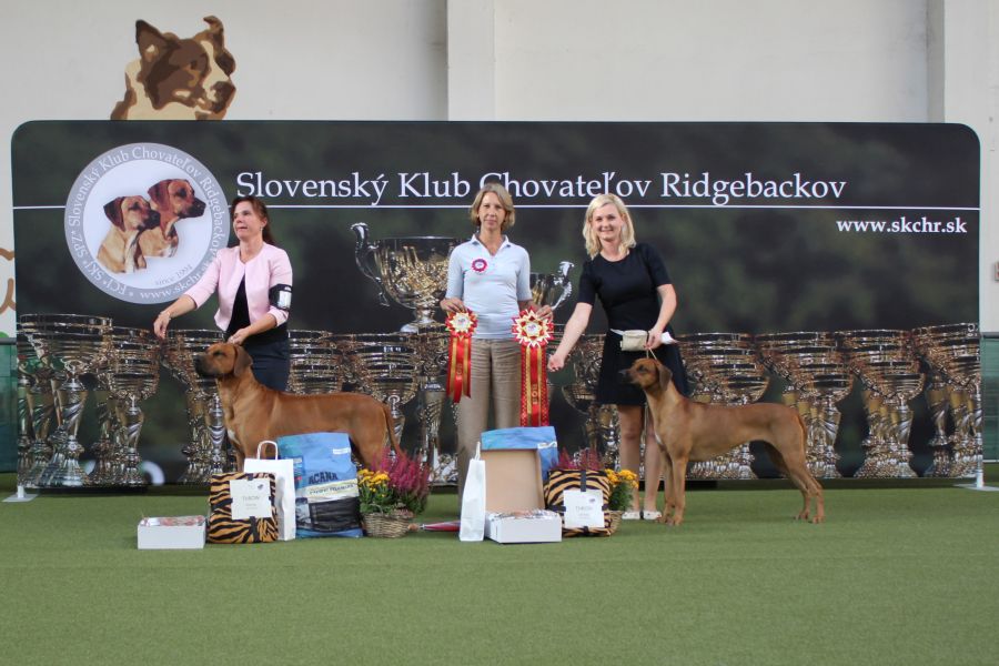 Rhodesian Ridgeback