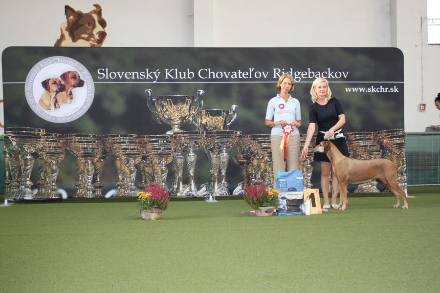 Rhodesian Ridgeback