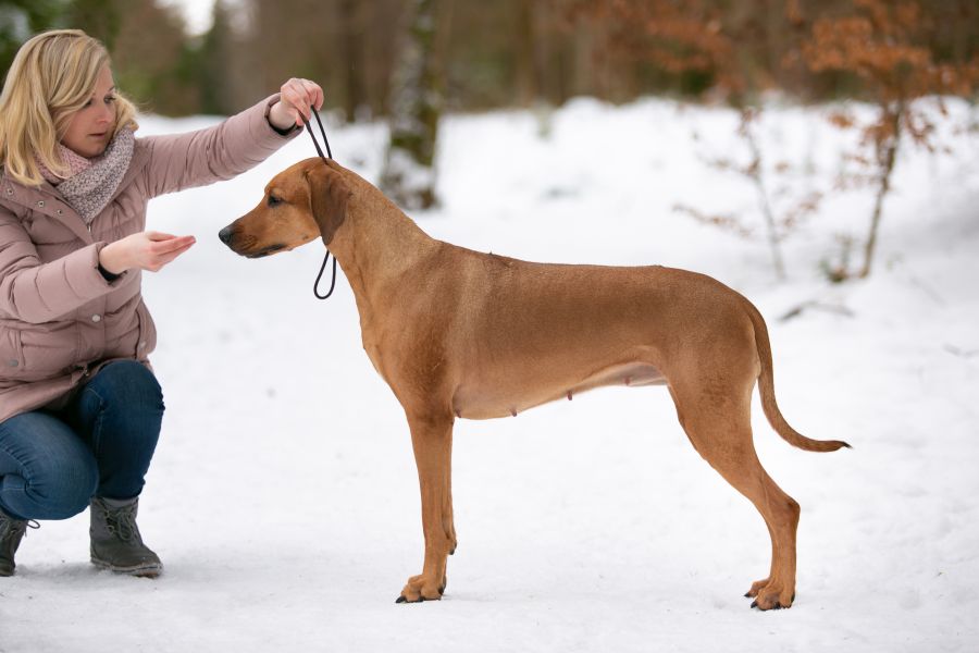 Rhodesian Ridgeback