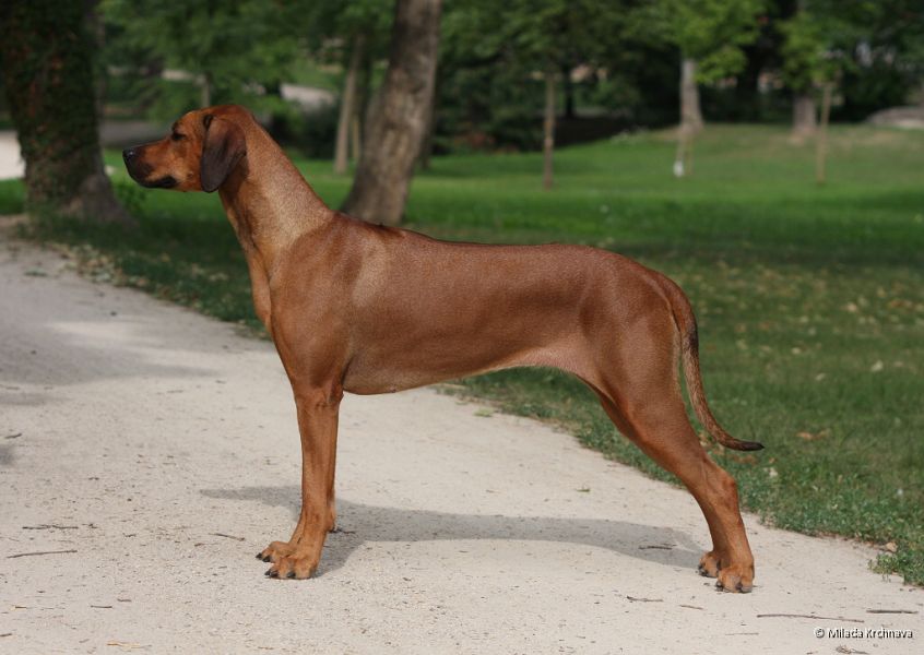 Rhodesian Ridgeback