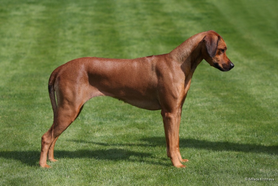 Rhodesian Ridgeback