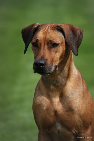 Rhodesian Ridgeback