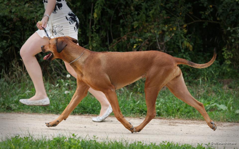 Rhodesian Ridgeback