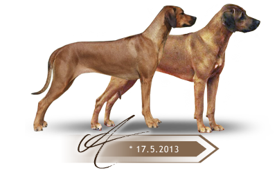 Kaweria litter A Rhodesian ridgeback