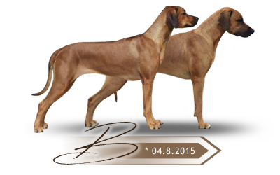Kaweria litter B Rhodesian ridgeback