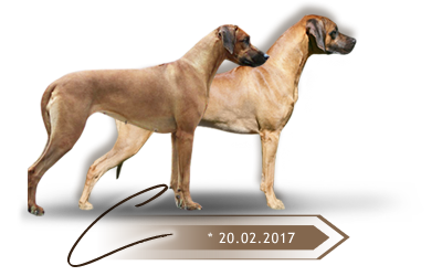 Kaweria litter C Rhodesian ridgeback