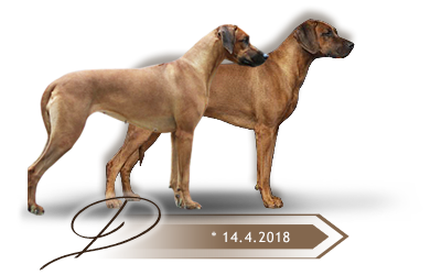 Kaweria litter D Rhodesian ridgeback