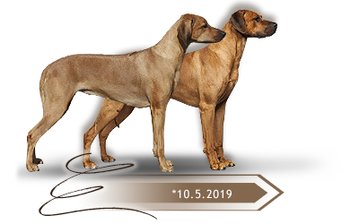 Kaweria litter D Rhodesian ridgeback