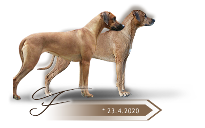 Kaweria litter F Rhodesian ridgeback