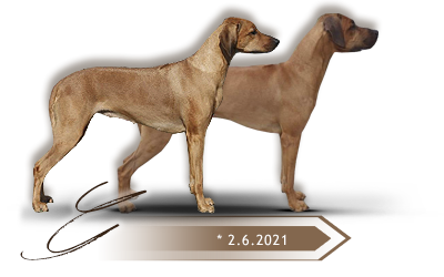 Kaweria litter G Rhodesian ridgeback
