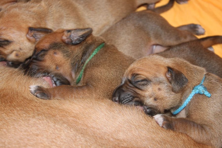 Rhodesian ridgeback puppies
