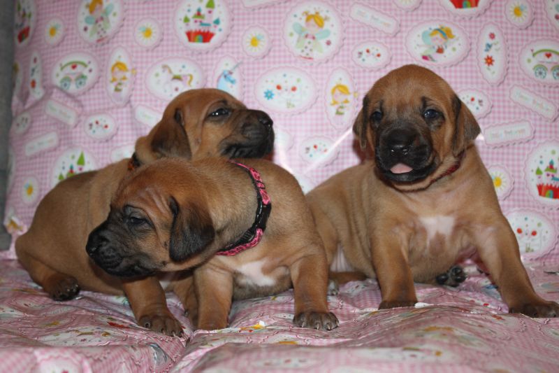 Rhodesian ridgeback puppies