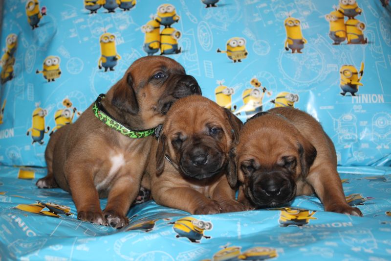 Rhodesian ridgeback puppies